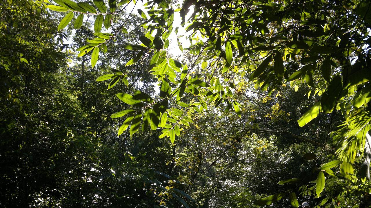 Junglez Eco Hostel Guarau Экстерьер фото